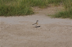 Kittlitz's Plover