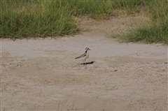 Kittlitz's Plover