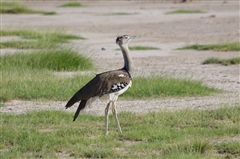 Kori Bustard