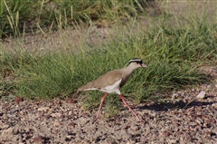 Crowned Lapwing