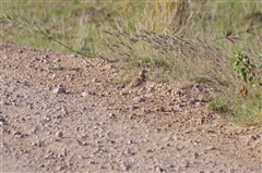 Two-banded Courser