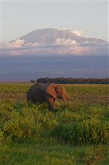 ElephantAnd Mt. Kilimanjaro