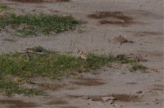 Red-capped Lark