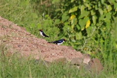 Wire-tailed Swallow