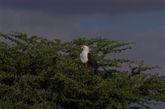 African Fish Eagle