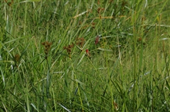 Crimson-rumped Waxbill