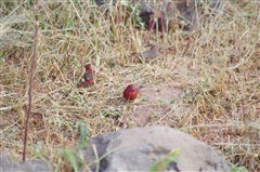 Red-billed Firefinch