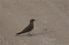 Collard Pratincole