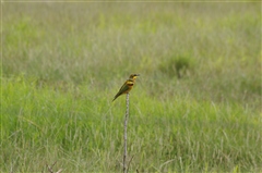 Little Bee-eater