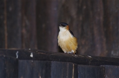 Red-rumped Swallow