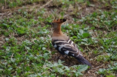 African Hoopoe