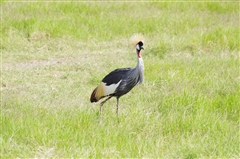 Crowned Crane