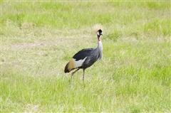 Crowned Crane