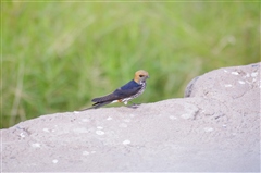 Lesser Striped Swallow