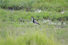 Long-toed Lapwing