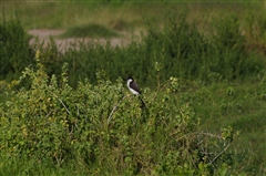 Long-tailed Fiscal