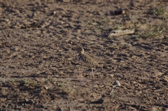 Two-banded Courser