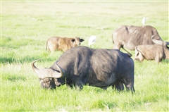 African Buffalo