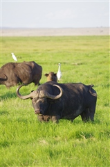 African Buffalo