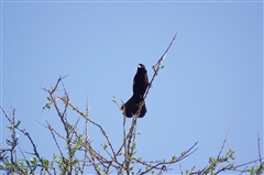 White-winged Widowbird