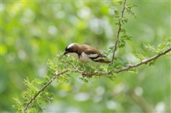 White-browed Sparrow-weaver