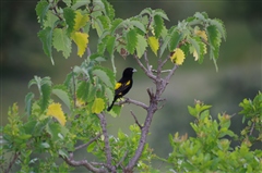 Yellow Bishop