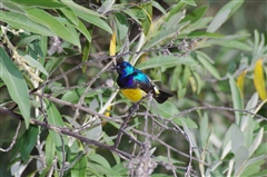 Variable Sunbird