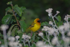 Vitelline-masked Weaver