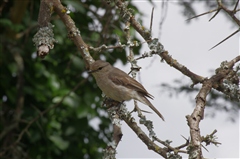 African Grey Flycatcher