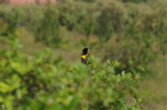 Yellow Bishop