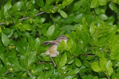 Tawny-flanked Prinia