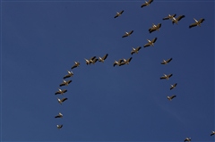 Great White Pelican