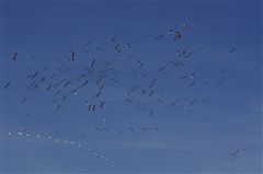 Great White Pelican