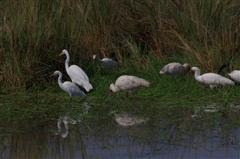 Little Egret