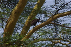 Long-crested Eagle