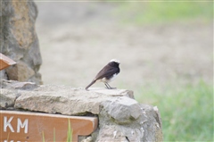 Schalows Wheatear
