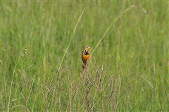 Rosy-breasted Longclaw