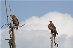 Tawny Eagle