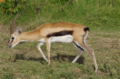 Thomson's Gazelle