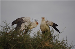 Secretary Bird