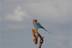 Lilac Breasted Roller