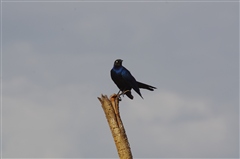 Ruppell's Long-tailed Starling