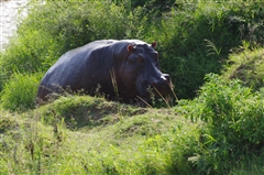 Hippopotamus