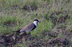 Spur-winged Lapwing