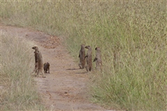 Banded Mongoose