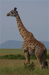 Masai Giraffe