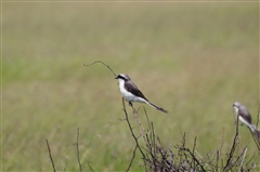 Grey-backed Fiscal