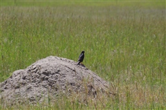 Gaber Goshawk