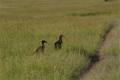 Southern Ground-Hornbill