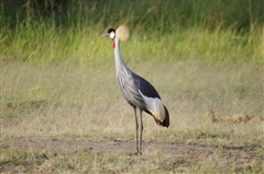 Crowned Crane